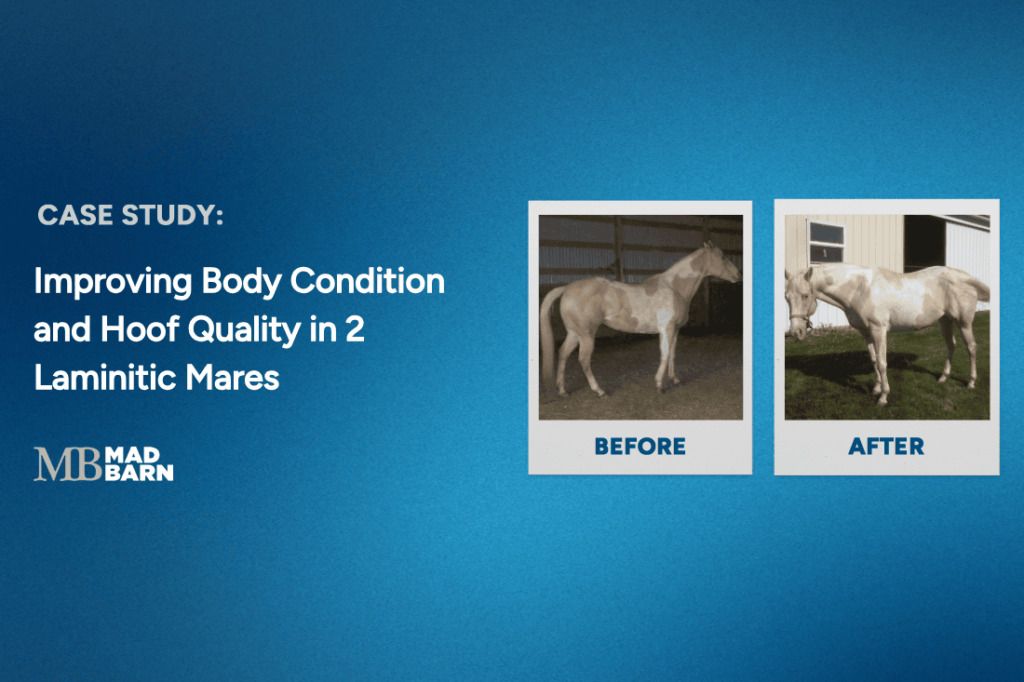 case-study-imporving-body-condition-and-hoof-qual | Mad Barn USA case-study-imporving-body-condition-and-hoof-qual