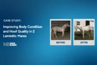 Case Study: Improving Body Condition and Hoof Quality in 2 Laminitic Mares