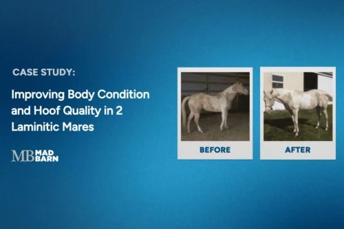 case-study-imporving-body-condition-and-hoof-qual