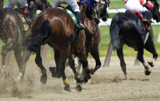 common equine sports injuries - racehorses