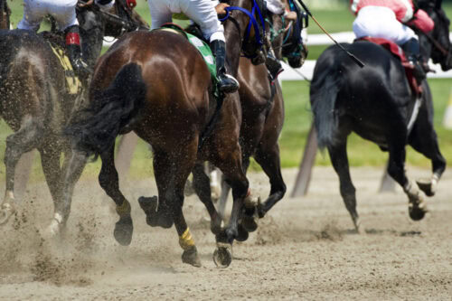 common equine sports injuries - racehorses