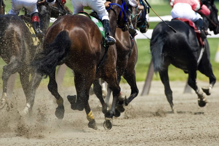 common equine sports injuries - racehorses