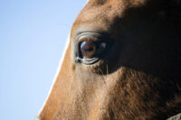 Conjunctivitis (Pink Eye) in Horses: Causes, Treatment & Prevention