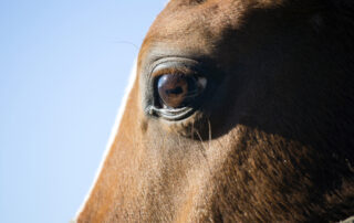 conjunctivitis in horses