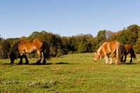 Parasite Dewormer (Anthelmintic) Resistance in Horses: Causes & Prevention Strategies