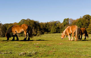 dewormer-anthelminitic-resistance-in-horses