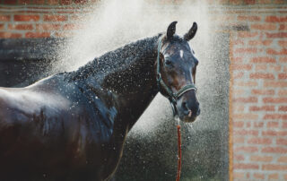 equine-sweating-and-related-medical-conditions