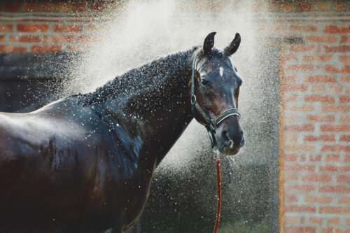 equine-sweating-and-related-medical-conditions