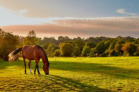 Fibrotic Myopathy in Horses: Causes, Treatment & Prognosis