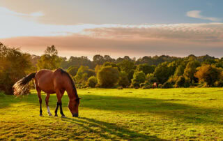 fibrotic-myopathy-in-horses