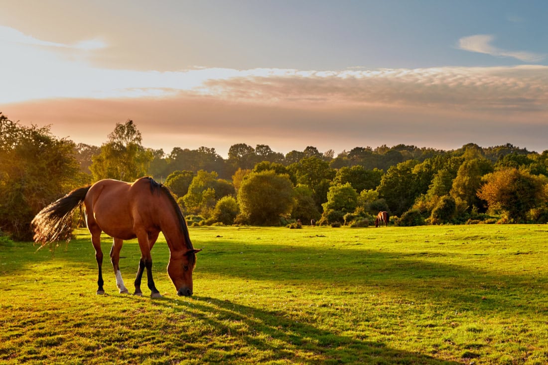 Fibrotic Myopathy in Horses: Causes, Treatment & Prognosis