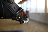 Foaming at the Mouth in Horses: Guide to Equine Hypersalivation (Ptyalism)