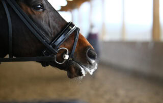 foaming-at-the-mouth-in-horses