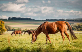 forage based diet for horses