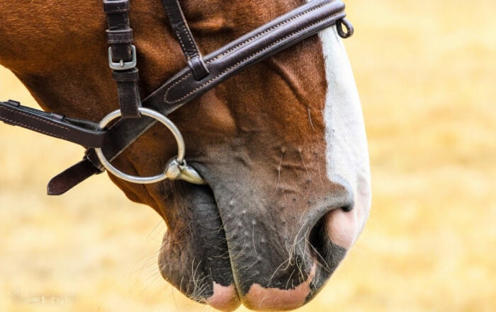 guide-to-bits-and-bitting