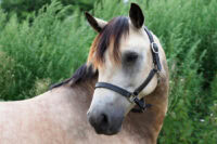 Is My Horse In Pain? – Complete Guide to Equine Pain Assessment