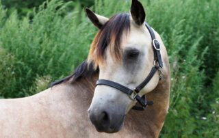 guide to equine pain assessment