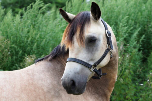 guide to equine pain assessment