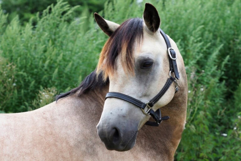 guide to equine pain assessment