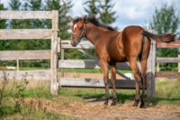 Common Hind Limb Conformation Faults in Horses – [Guide]