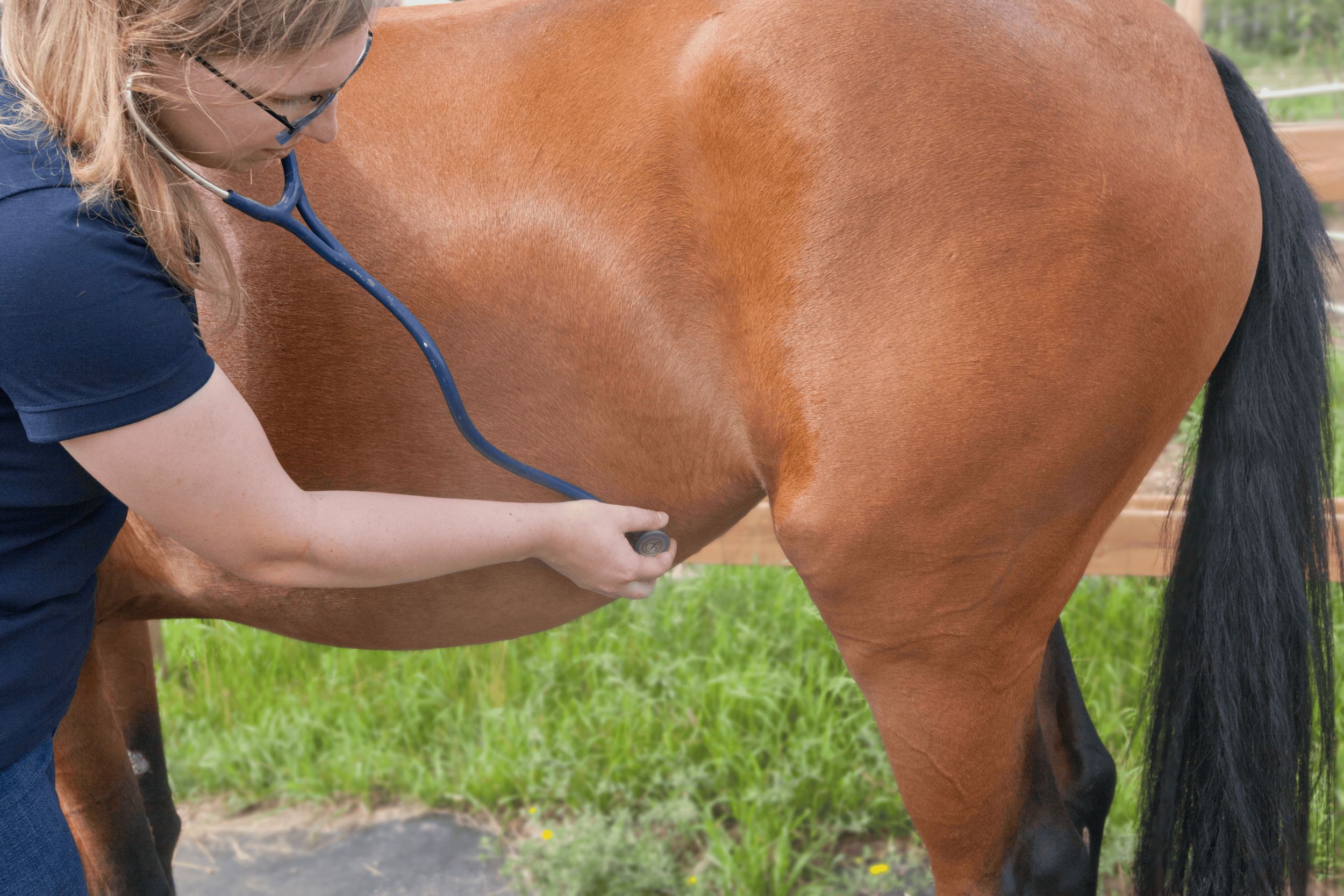 Horse Health Check - Gut Sounds Using Stethoscope Over Flank