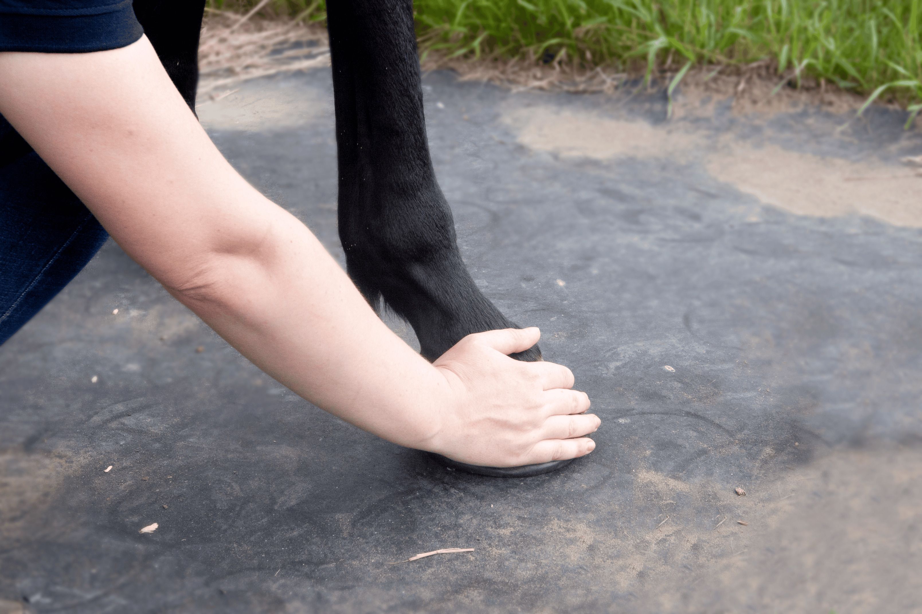 Horse Health Check - Hoof Temperature