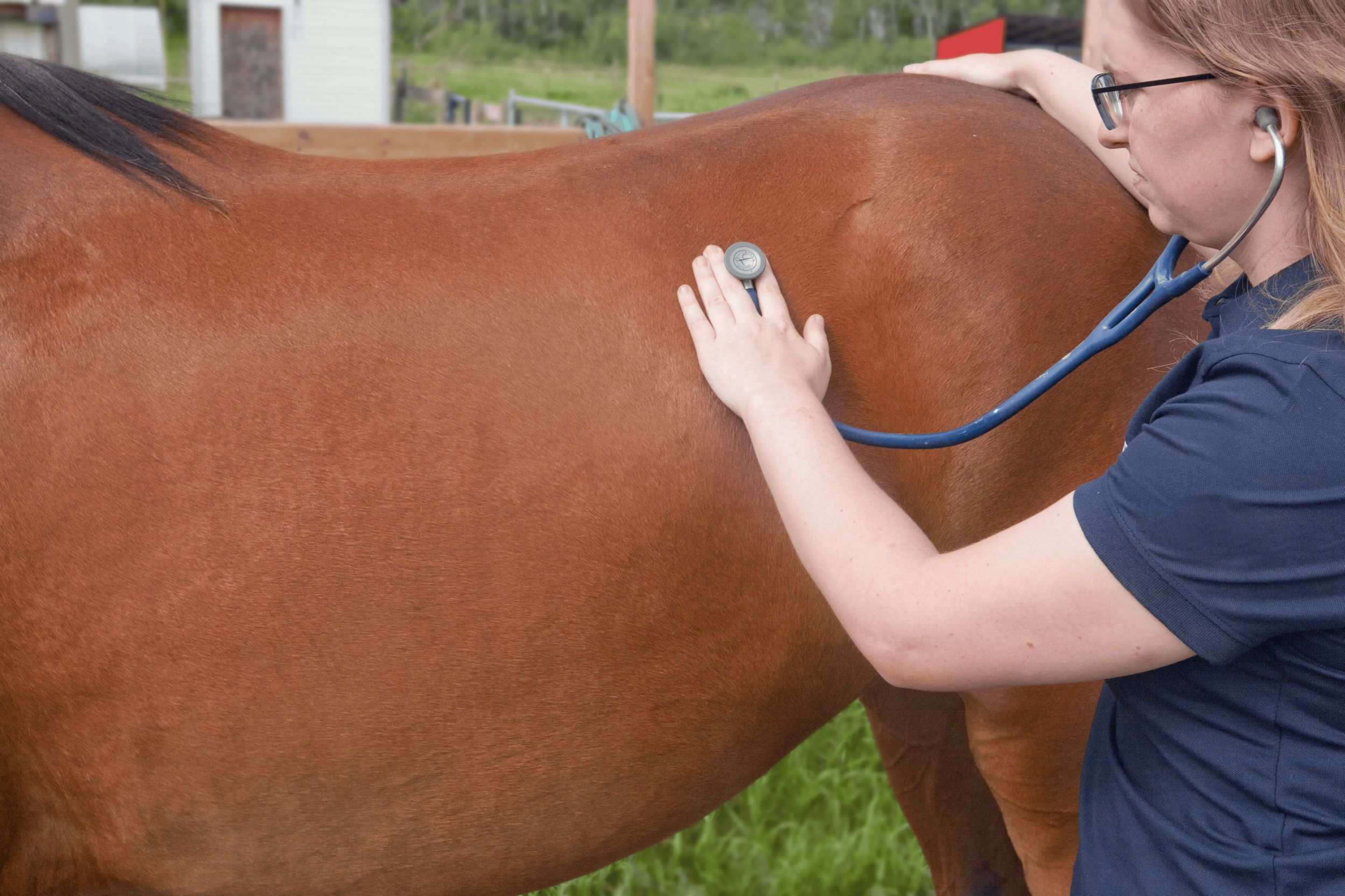 Horse Health Check - Gut Sounds Using Stethoscope Over Paralumbar Region