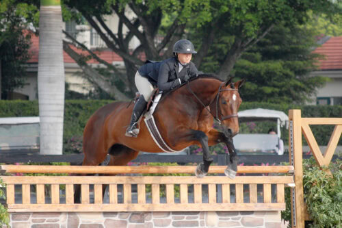 hunter-equestrian-discipline-guide