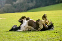 Intussusception in Horses: Risk Factors, Treatment & Prognosis