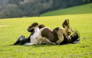 intussusception-in-horses