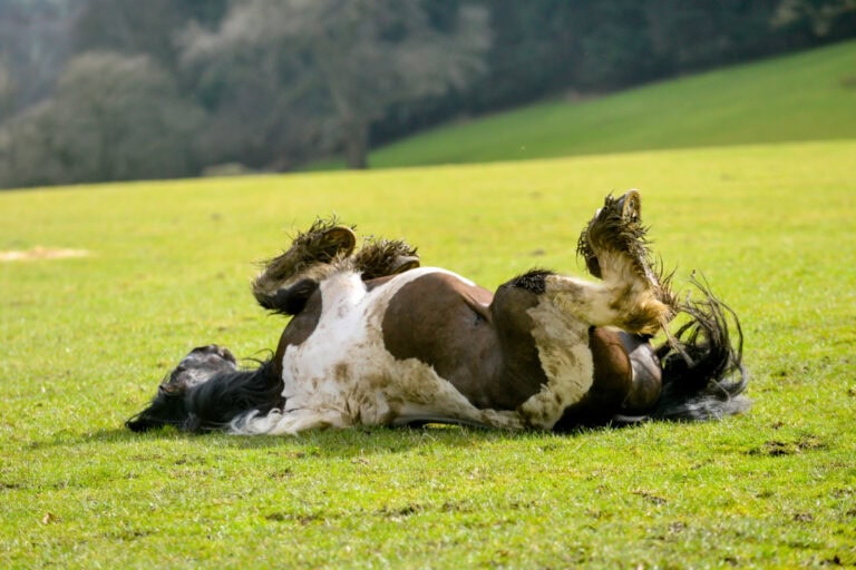 intussusception-in-horses