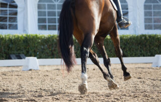 locking-stifle-in-horses