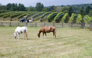 nitrate-and-nitrite-toxicity-in-horses