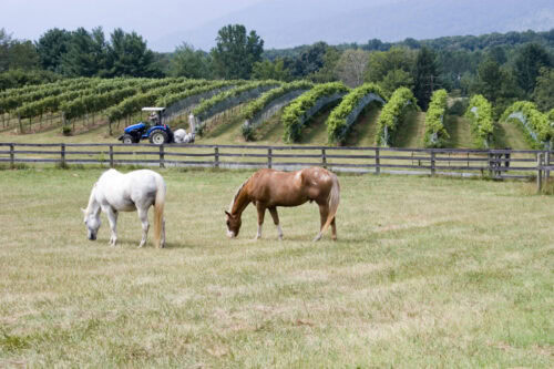 nitrate-and-nitrite-toxicity-in-horses