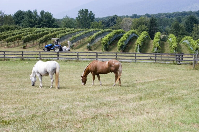 nitrate-and-nitrite-toxicity-in-horses