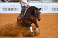 Equestrian Reining: History, Competition & Rules – [Discipline Guide]