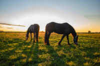 Staggers in Horses: Ryegrass Contamination Poisoning – Toxicology, Treatment & Prevention