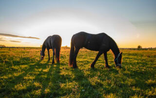 ryegrass-staggers-in-horses