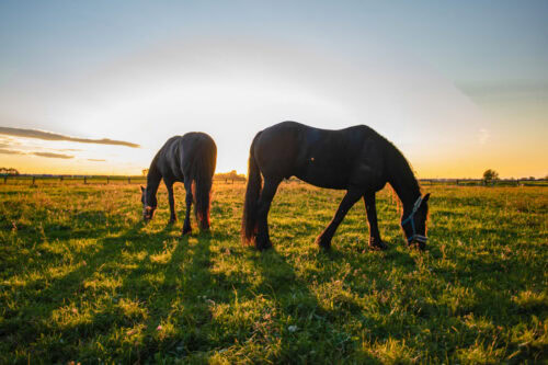 ryegrass-staggers-in-horses
