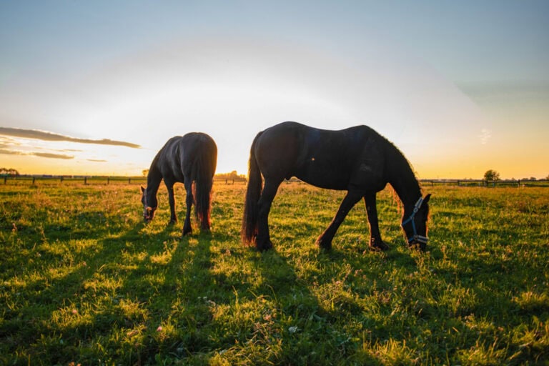 ryegrass-staggers-in-horses