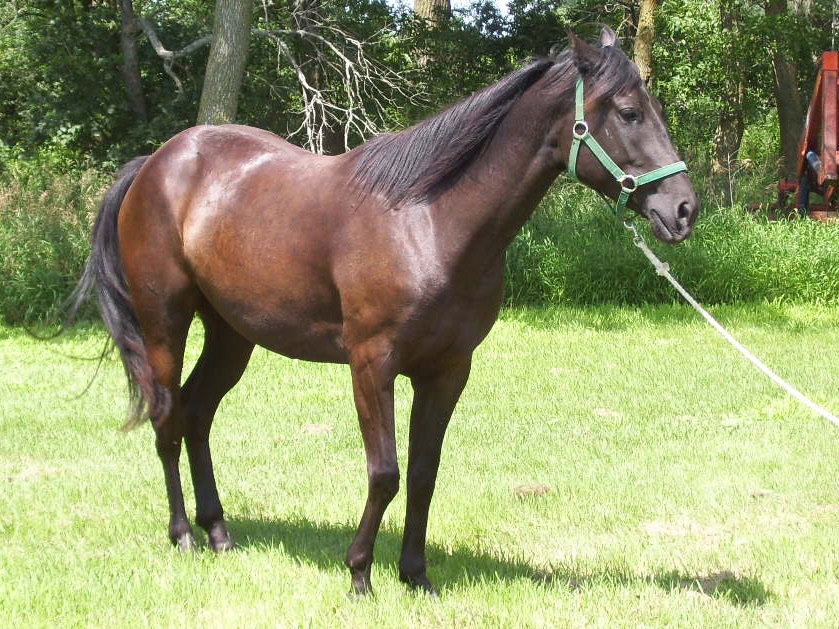 Case Study, Previous Weight, Sky 2006