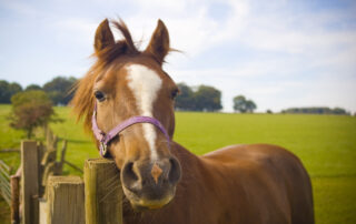 sorghum-and-sudan-grass-poisoning-in-horses