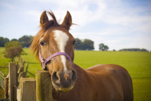 sorghum-and-sudan-grass-poisoning-in-horses