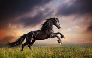 stallion-behavior