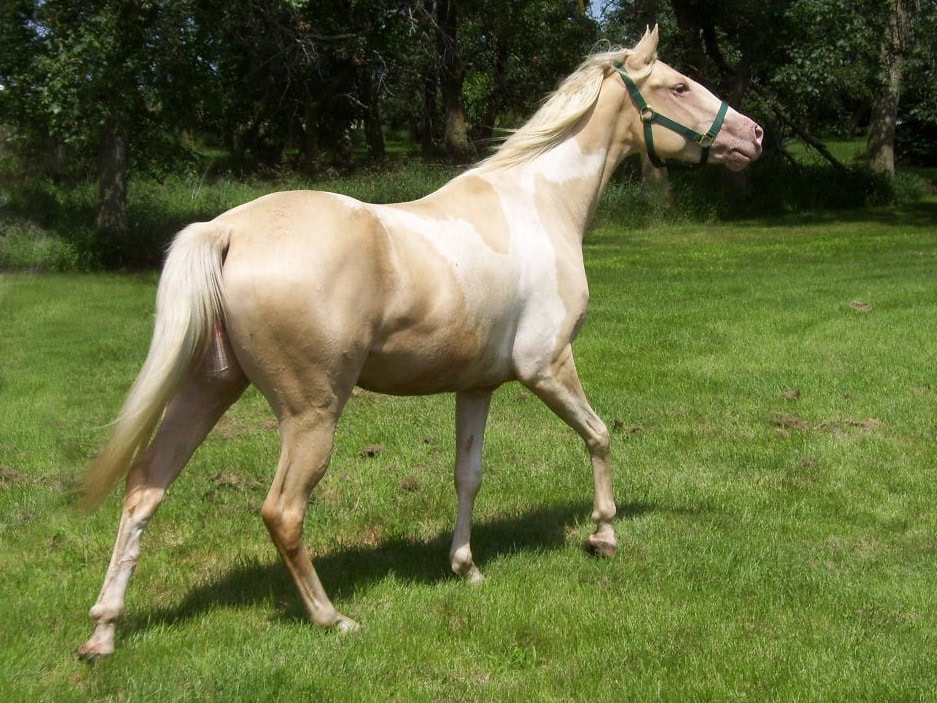 Case Study, Previous Weight, Sunny 2006