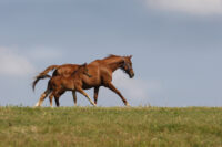 Tyzzer’s Disease (C. piliforme) in Foals: Transmission, Risk Factors & Prognosis