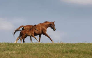 tyzzers-disease-in-foals