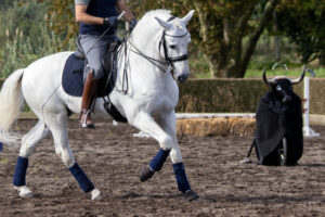 Working Equitation: History, Competition & Rules – [Discipline Guide]