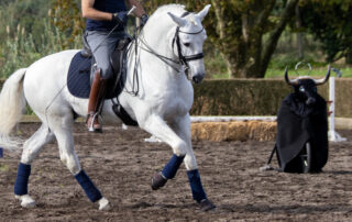 working equitation discipline guide