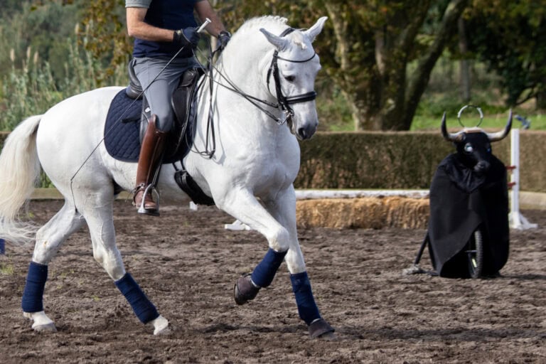 working equitation discipline guide